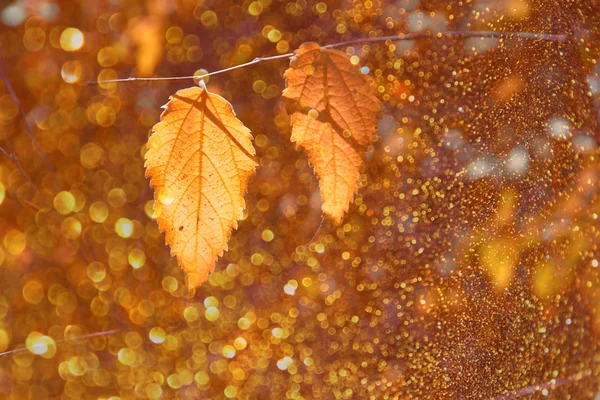 Kleurrijke witgeverfde Herfstbladeren op vertakking van de beslissingsstructuur en bokeh lichten overlay — Stockfoto