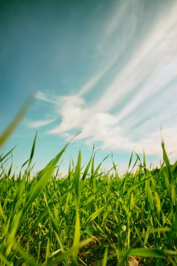 Low angle view of fresh grass against blue sky with clouds. freedom and renewal concept clipart