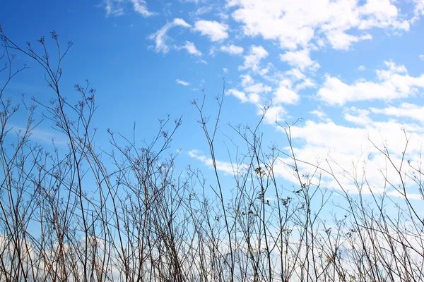 Albero secco contro cielo blu. immagine è retrò filtrato — Foto Stock