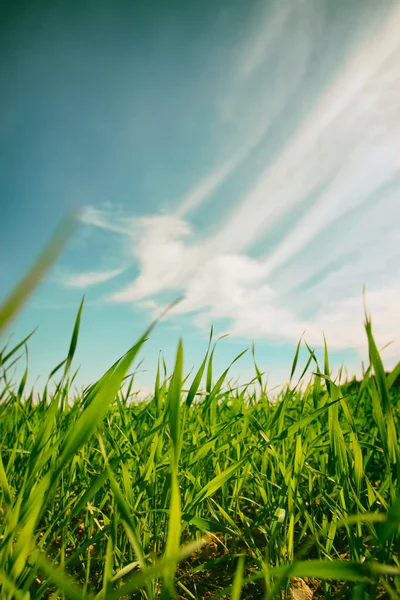 Blick auf frisches Gras vor blauem Himmel mit Wolken. Konzept der Freiheit und Erneuerung — Stockfoto