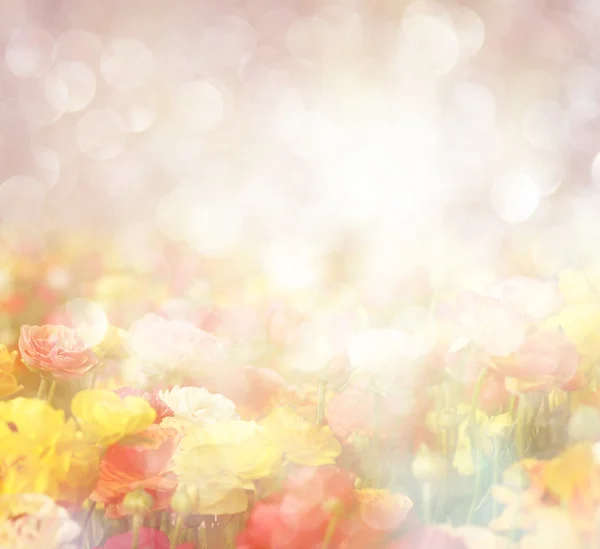 Kır çiçeği alan ve parlak bokeh ışıkların soyut fotoğraf. — Stok fotoğraf