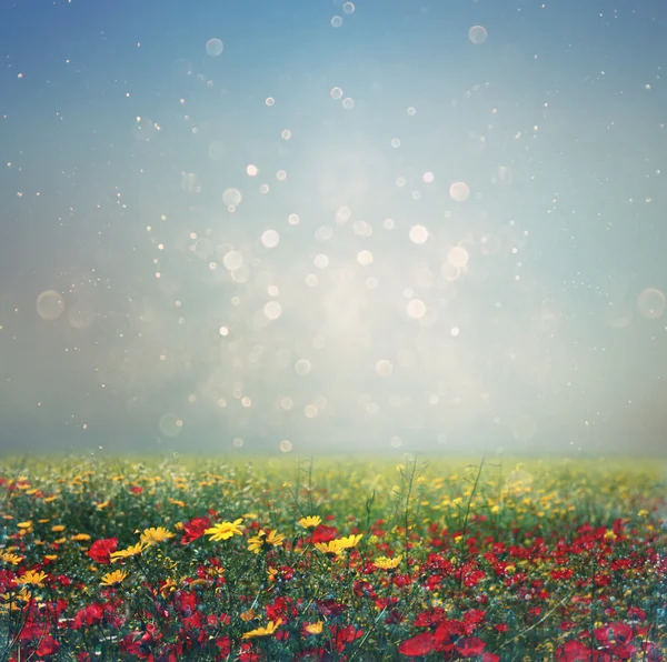 Abstracte foto van wild flower veld en heldere bokeh lichten. — Stockfoto