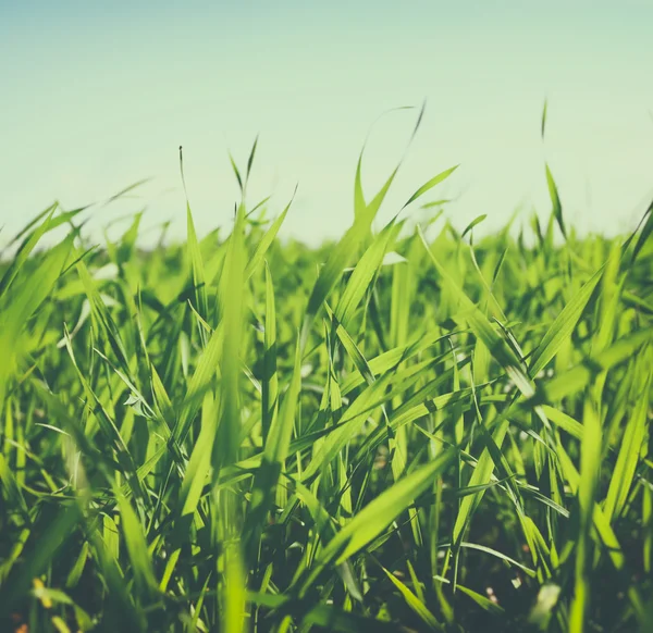 Blick auf frisches Gras vor blauem Himmel mit Wolken. Konzept der Freiheit und Erneuerung — Stockfoto