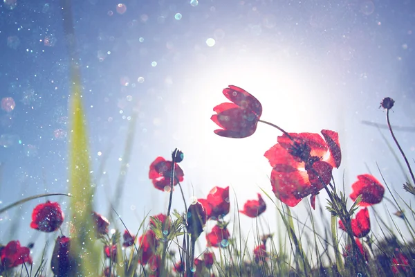 Low angle photo of red poppies against sky with light burst and glitter sparkling lights — Stock Photo, Image