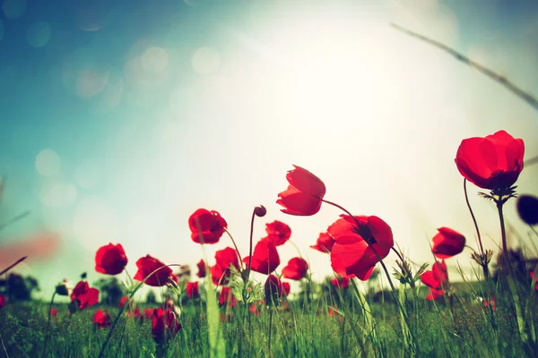 Foto de ángulo bajo de amapolas rojas contra el cielo con ráfaga de luz . Imagen De Stock