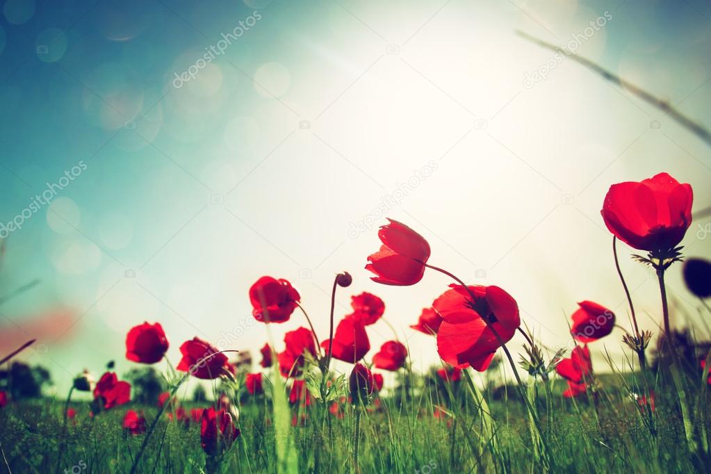 Low angle photo of red poppies against sky with light burst.
