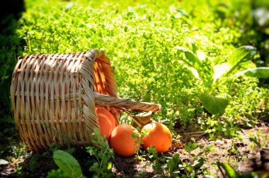 Portakal ışığında yeşil çimenlerin üzerinde sepetle. Retro soluk tarzı görüntü