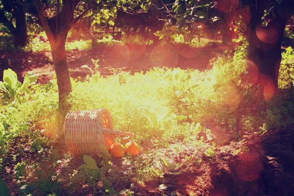 Cesta con naranjas sobre hierba verde bajo el sol. imagen de estilo desvanecido retro —  Fotos de Stock