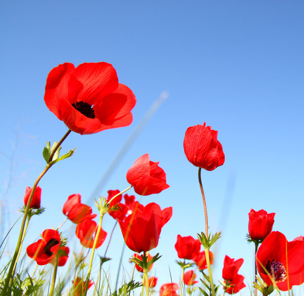 Low angle photo of red poppies against sky with light burst.
