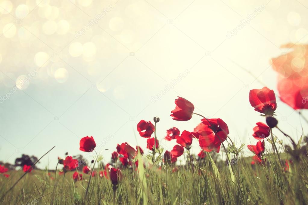 Low angle photo of red poppies against sky with light burst.