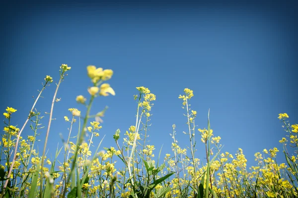 Photo à angle bas de fleurs contre ciel bleu vif — Photo