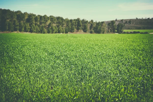 Bild grüne Wiese und Bäume im Wald. Bild ist retro getönt — Stockfoto