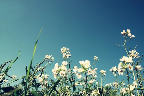 Photo à angle bas de fleurs contre un ciel bleu vif. image filtrée rétro — Photo