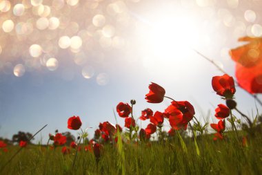 Düşük açılı fotoğraf gökyüzü ışık ile karşı kırmızı poppies, patlama ve parlak ışıklar glitter