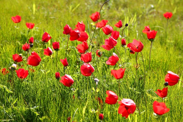 Foto de campo de amapolas rojas — Foto de Stock