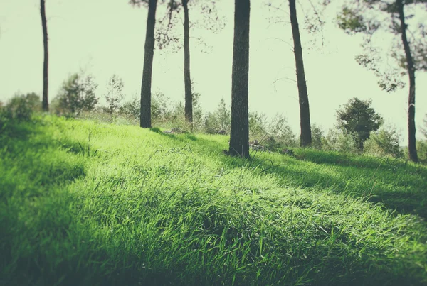 Képmezőt zöld fű és a fák az erdő. kép a retro tónusú — Stock Fotó