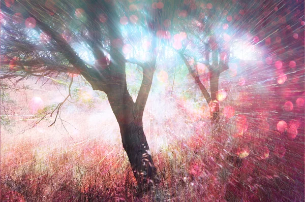 Abstrakcyjne zdjęcie rozbłysku światła wśród drzew i błyszczących świateł bokeh. Obraz jest zamazany. — Zdjęcie stockowe