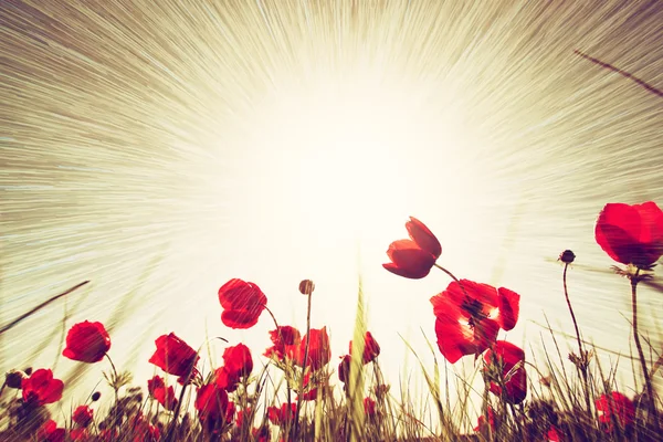 Foto abstracta de vista de ángulo bajo de amapolas rojas contra el cielo con ráfaga de luz Fotos De Stock