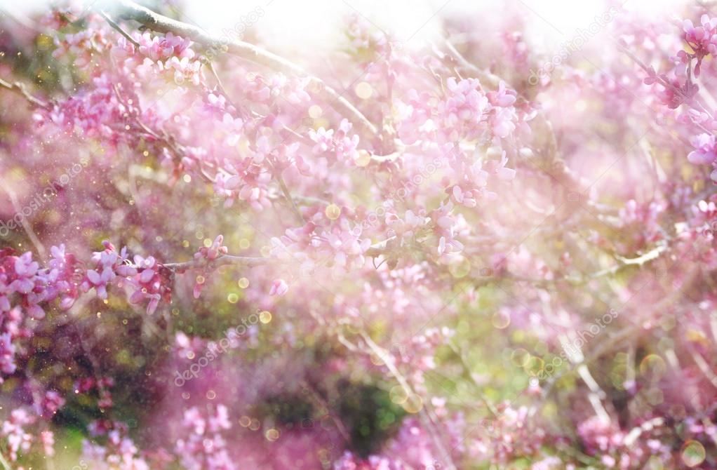 Double exposure of Spring Cherry blossoms tree. abstract background with glitter overlay