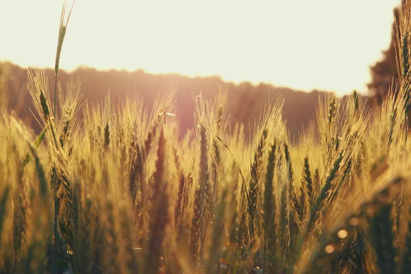 Serii zdjęć pola pszenicy na wschód słońca. Nakładka świecidełka — Zdjęcie stockowe