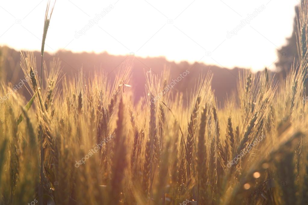 Photo of wheat field at sunrise sun burst. glitter overlay