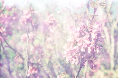 Double exposure of Spring Cherry blossoms tree. abstract background. dreamy concept clipart