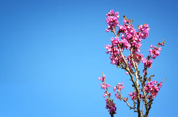 Imagen del árbol de flores de cerezo de primavera. fondo abstracto. concepto de ensueño —  Fotos de Stock