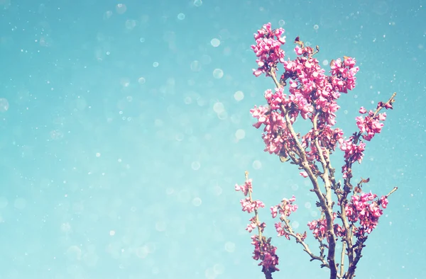 Dubbele blootstelling van voorjaar Cherry blossoms boom. abstracte achtergrond. dromerige concept met glitter overlay — Stockfoto