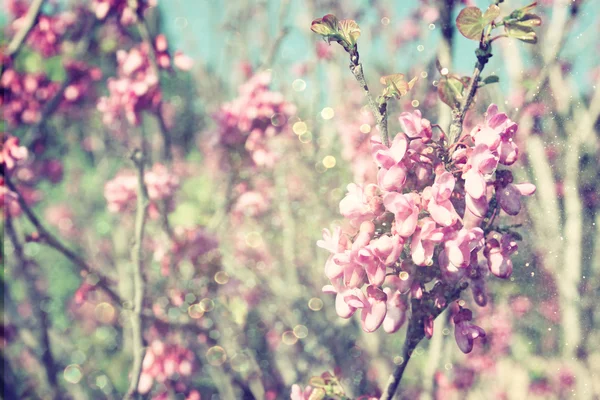 A exposição dobro da árvore de flores de Cereja de primavera. fundo abstrato. conceito sonhador com sobreposição de brilho — Fotografia de Stock