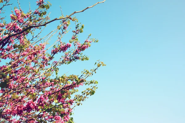 Imagen del árbol de flores de cerezo de primavera. fondo abstracto. concepto de ensueño —  Fotos de Stock