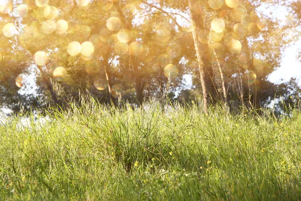 Abstraktes Foto von Licht platzt zwischen Bäumen und glitzernden Bokeh-Lichtern. Bild ist unscharf, strukturiert und gefiltert . — Stockfoto