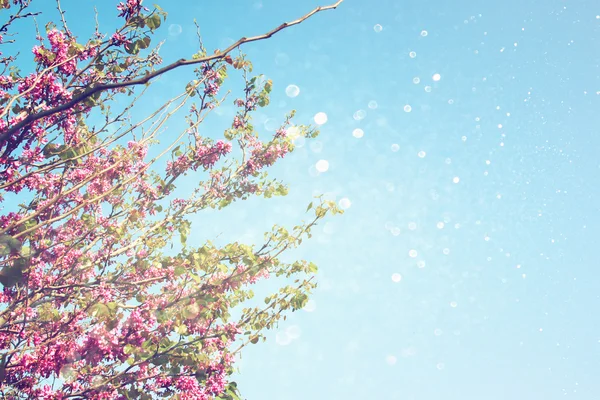 Dvojitá expozice jarní Cherry květy stromu. abstraktní pozadí. zasněný koncept s třpytky překrytí — Stock fotografie