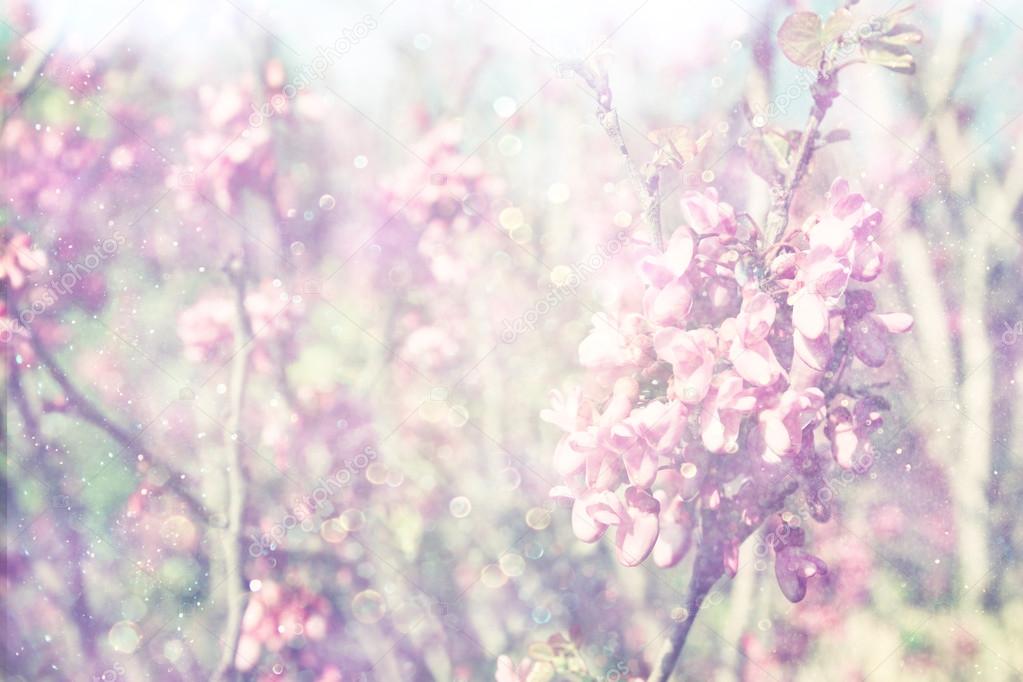 Double exposure of Spring Cherry blossoms tree. abstract background. dreamy concept