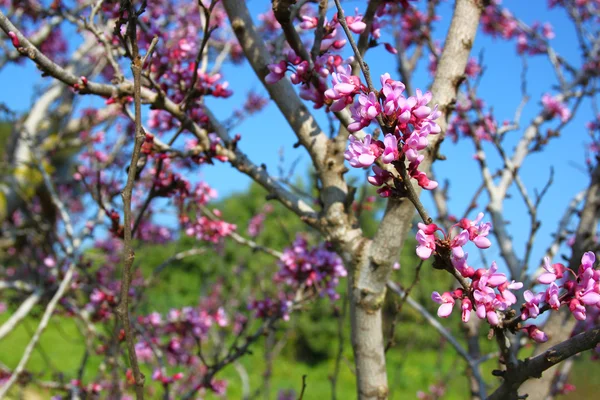 Εικόνα της άνοιξη Κεράσι άνθη δέντρο. φιλτραρισμένο εικόνα ρετρό, επιλεκτική εστίαση — Φωτογραφία Αρχείου