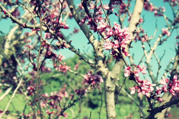 Obraz wiosna wiśnia kwiaty drzewa. retro filtrowanego obrazu, selektywne focus — Zdjęcie stockowe