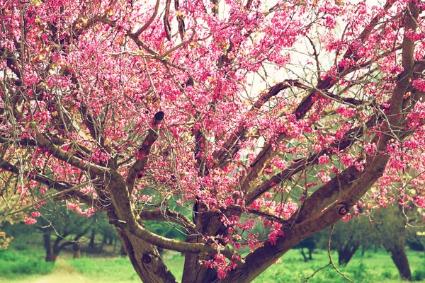 Imagen del árbol de flores de cerezo de primavera. imagen filtrada retro, enfoque selectivo — Foto de Stock