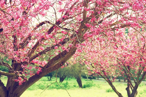 Afbeelding van voorjaar Cherry blossoms boom. Retro gefilterde afbeelding, selectieve aandacht — Stockfoto