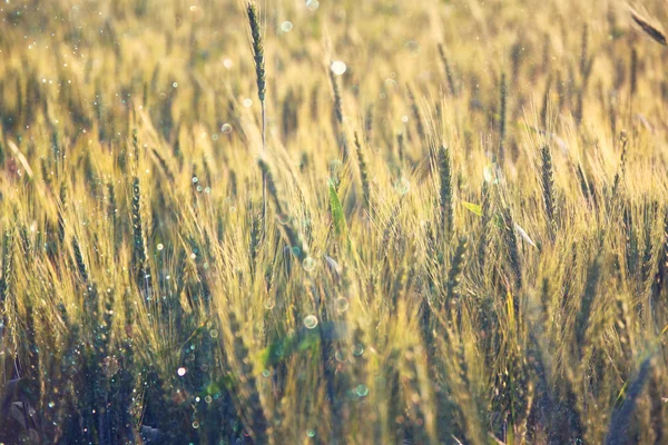 Foto do campo de trigo ao nascer do sol . — Fotografia de Stock