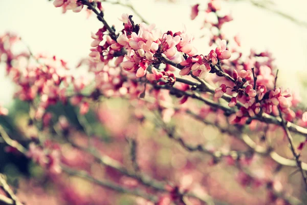 Bild av våren Cherry blossoms träd. retro filtrerade bilden, selektiv inriktning — Stockfoto