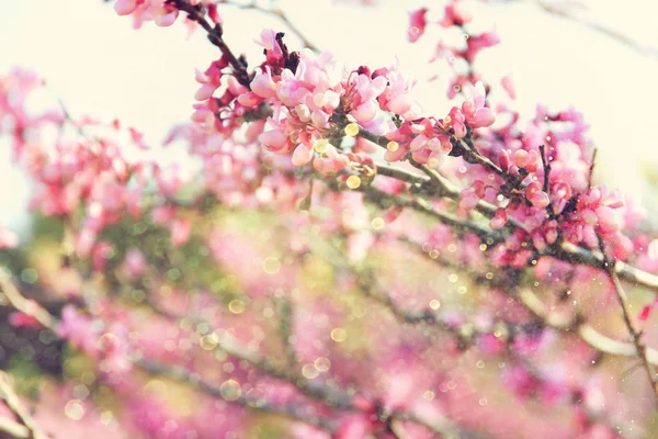 Buğday tarlası ve parlak bokeh ışıklarının soyut fotoğrafı. — Stok fotoğraf