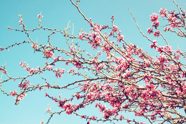Image of Spring Cherry blossoms tree. retro filtered image, selective focus — Stock Photo, Image