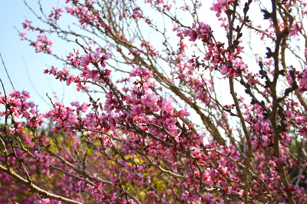 Image of Spring Cherry blossoms tree. retro filtered image, selective focus — Stock Photo, Image