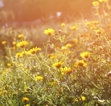 Kır çiçeği arka plan. Instagram etkisi