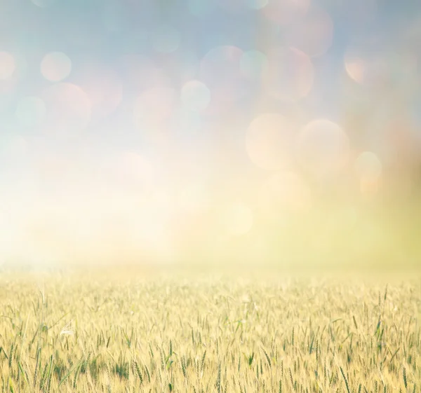 Abstrakcyjne zdjęcie pola pszenicy i jasne światła bokeh. — Zdjęcie stockowe