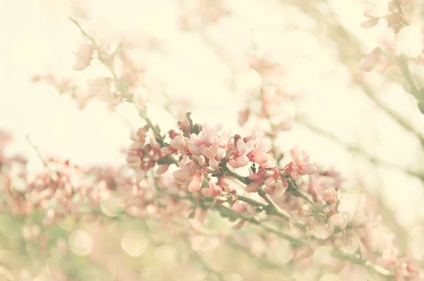 Foto abstrata do campo de trigo e luzes bokeh brilhantes . — Fotografia de Stock