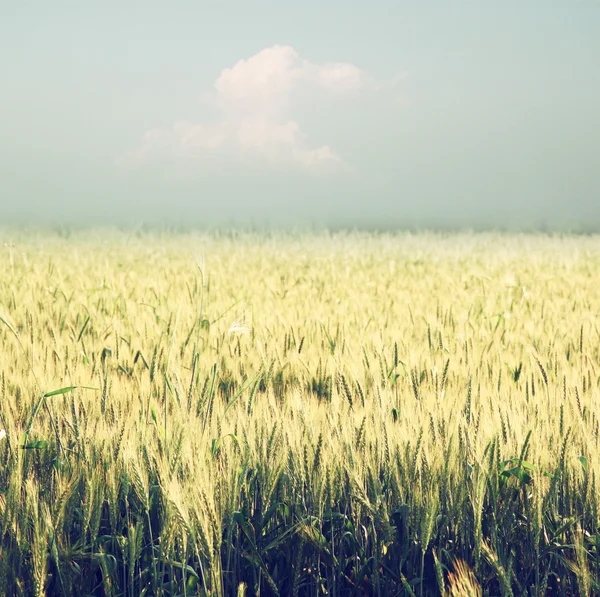 Foto abstrata do campo de trigo e luzes bokeh brilhantes . — Fotografia de Stock