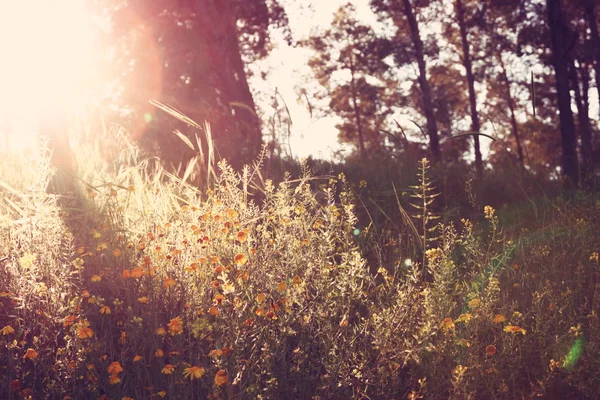 Fondo de flores silvestres. Efecto Instagram —  Fotos de Stock