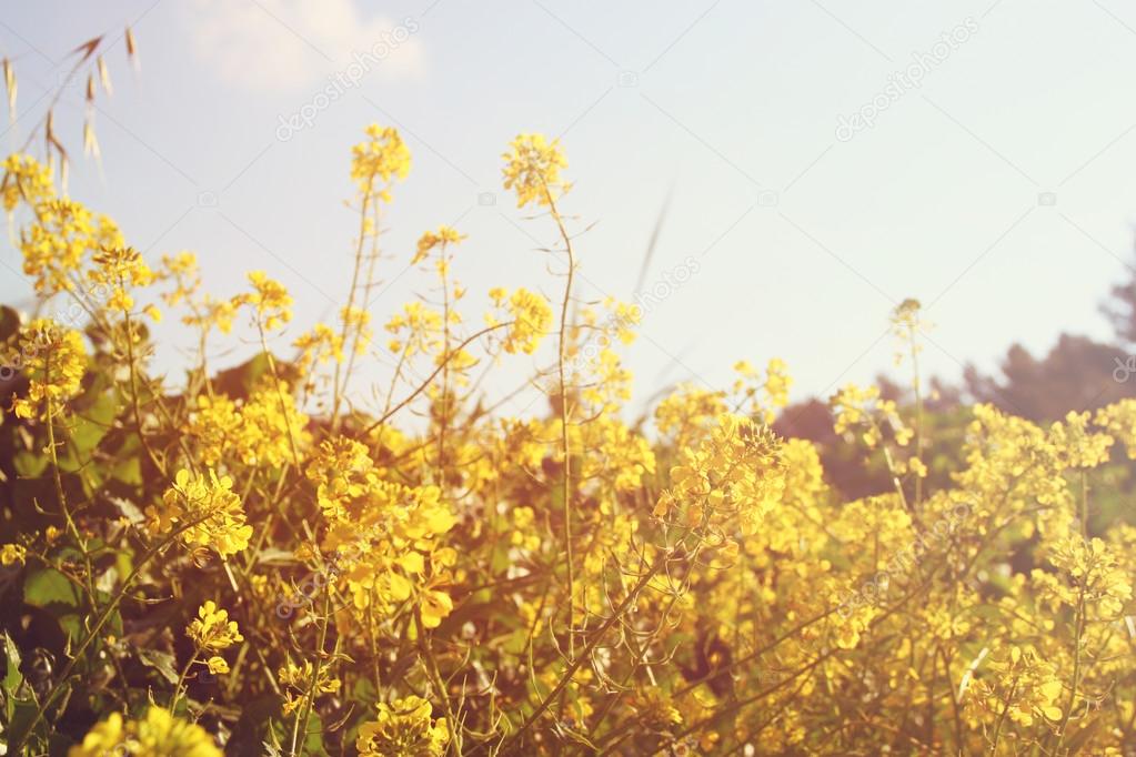 Wildflower background. Instagram effect