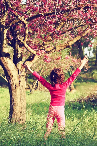 Parte de trás da criança feliz perto da árvore florescendo cereja, explorar e conceito de aventura — Fotografia de Stock