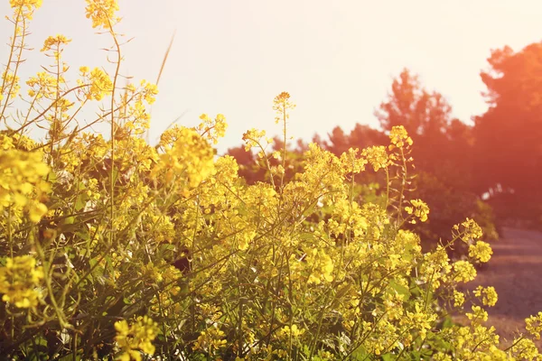 Fondo de flores silvestres. Efecto Instagram —  Fotos de Stock